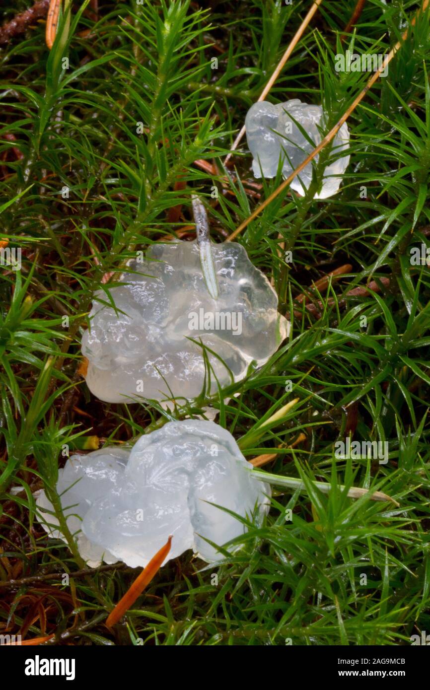 Star Jelly zwischen Moos, den Ovarien ein Frosch oder Kröte, Regurgitated von einem Reiher Stockfoto