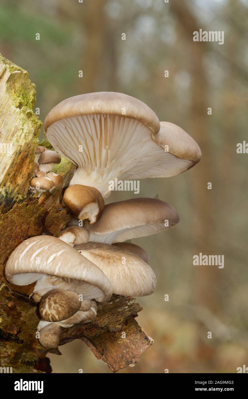 Pearl oyster Pilze wachsen auf dem Schaft eines toten Birke Stockfoto