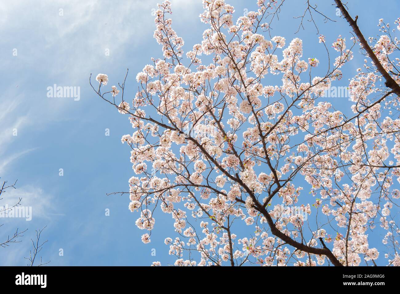 Cherry Blossom Festival im Park Chidorigafuchi, Sakura in voller Blüte in einem berühmten touristischen Ort, Chidorigafuchi, Tokio, Japan Stockfoto