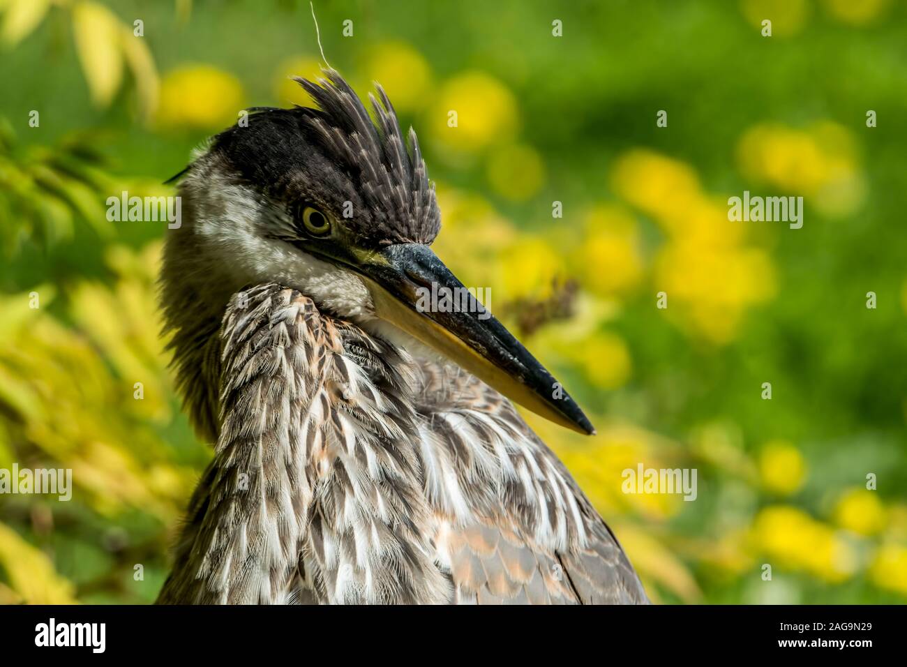 Great Blue Heron Porträt Stockfoto