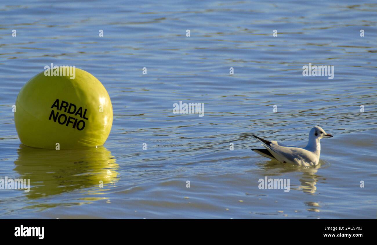 Zweisprachig (Welsh-English) Bojen die sicher schwimmen Bereich [Ardal nofio] in New Quay Hafen anzuzeigen Stockfoto