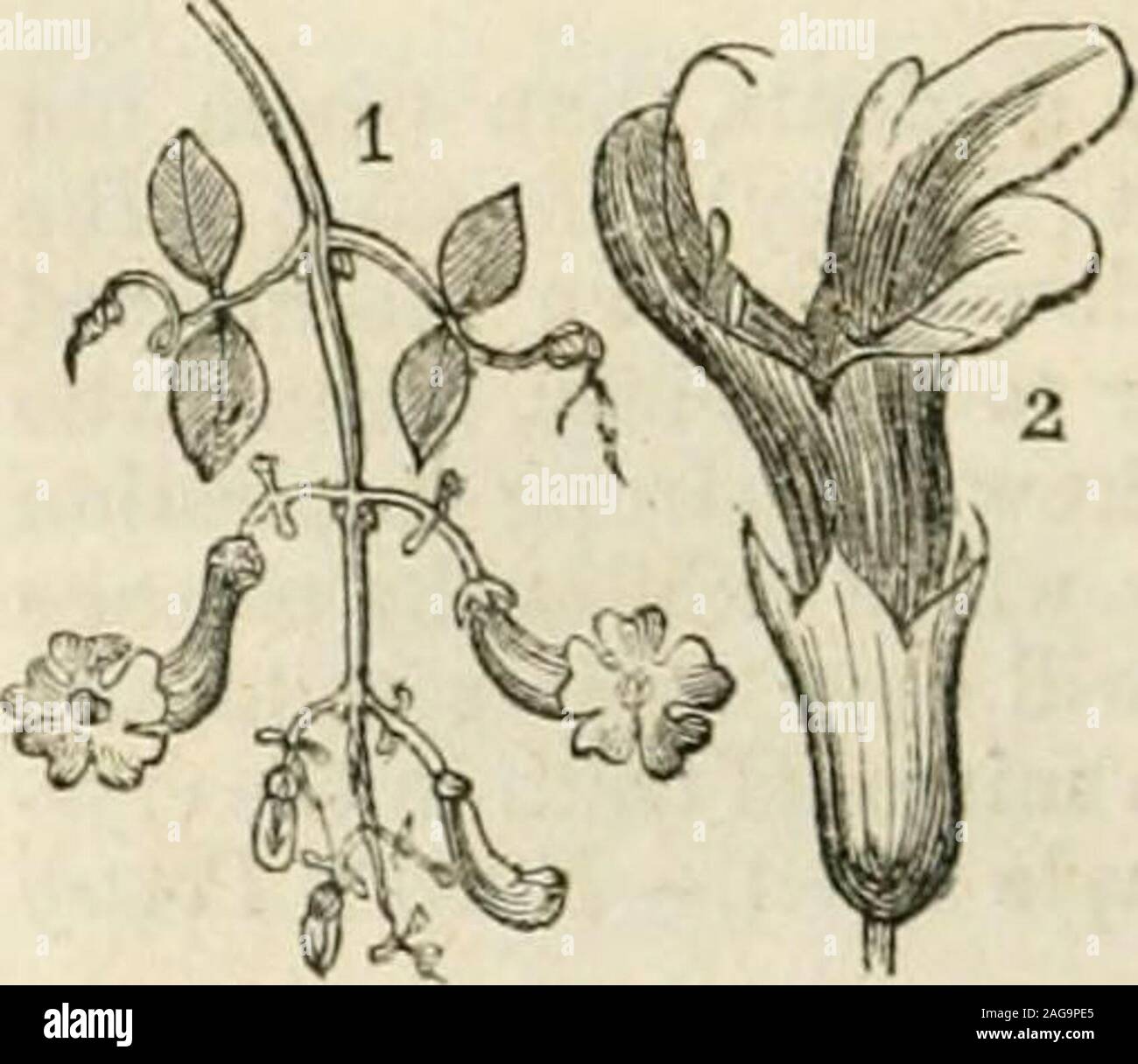 . Die erste [1/5] Leser der Schule und Familie Serie. ; IlluIII^ wilder Thymian, xiii. 1, Pu., 3 in., Joh.-. u., Europa. 10. Thijmuavulgaris^ Garten tliyme, xiii. 1, Pu., 12 in., Meine.-Au., kultiviert,. 1. Die Pflanzen der Labiate Familie, - vvliich Anzahl nearlytwenty - vier hundert Arten, werden leicht durch thelahiate oder Lip unterschieden - wie Form ihrer mono- petalous^ Korolla. Einheimische, vor allem von gemäßigten Regionen, sind Sie Foundin Fülle in heißen, trockenen, freiliegenden Sit-uations, in Wiesen, groAes und durchdie Avayside, aber selten im Marsh-es. Sie sind zum größten Teil, fra - Gewährung und aromatische Stockfoto