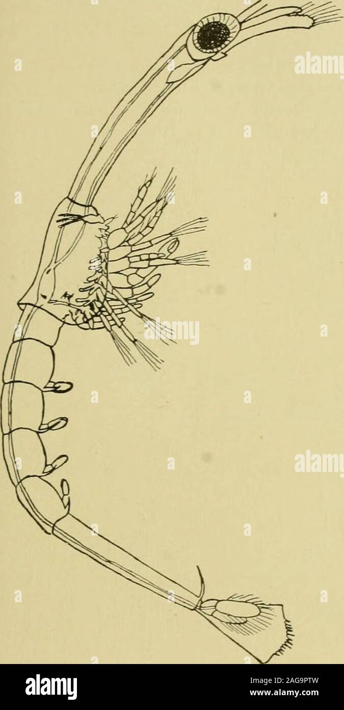 . Decapoden. htebis die Grundlage der ersten Pereiopoden. Uropoden