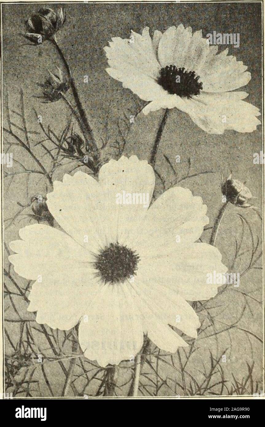 . Dreer's 1913 Garten Buch.- Der zinsgarantie die höchste Entwicklung im Kosmos. Wir bieten Ihnen die folgenden Farben itin: pro Pck. 2081 Crimson. Reiche und Tiefe. oz,, 25 cts 10 2082 Hellrosa. Eine beliebte Farbe. oz, 25 cts 10 2083 Reinweiß. oz., 25 cts 10 ein Paket, das jede der drei Farben, 25 cts. 2090 gemischt Mammut Perfektion. ] Oz., 20 cts... 102084 Qigantic= Blütezeit Lady Lennox. Dieses, Thelatest Entwicklung in diesem beliebten Herbst Blume, bearsgigantic Blumen, mit breiten, überlappenden Blütenblätter von SPLEN - hat Substanz; eine kreisrunde und Blume, whichis getragen auf sehr langen Stielen, in c Stockfoto