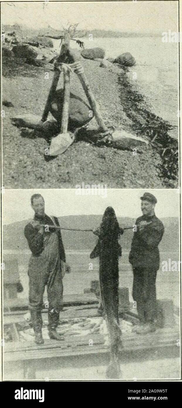 . Rod und Gewehr. ly gut, aber ein bitclumsy in einem schweren Meer zu versenden. In einem der letzten geschützten Buchten wethrew den unhöflichen Anker über und Start-ed für Köder dragnet. Wir sicherten uns ein paar ferkins von Hering und ouli kann - und auch einige Squid-thoseminiature Teufel Fisch. Während thenight hörten wir Ketten ratthng andnaval weawoke Aufträge gegeben und wenn die Hälfte der Kanadischen Marine wasanchored in der Nähe von uns - der Regenbogen, der Suche ziemlich blitzblank, nach Atrip über die Inseln und die Verfolgung ofa US Fisch Pirat. Es gibt Hun - dreds dieser Benzin Handwerk, dass die rechtmäßigen drei Meilen-zone fishinside. Sie haben Stockfoto