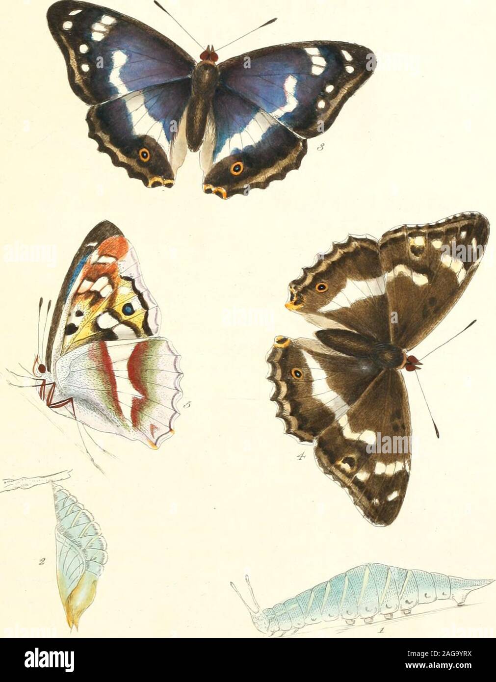. Die papilios von Großbritannien: systematisch angeordnet, genau eingeprägt, und aus der Natur mit der natürlichen Geschichte der einzelnen Arten lackiert.... Linnaeus. Lila Kaiser. Harris. Diese moft schöner Schmetterling ist ein Bewohner unserer Wälder; aber es ist sehr Farfrom wird häufig: und die Schnelligkeit eines Fluges fo schnell, dass das Auge Es canfcarcely folgen, und seine foaring wie ein Falke hoch in der Luft, macht es sehr difficultto nehmen, vor allem, da es selten fettles aber auf dem Fidesdienst oder Tops Der talleft oakor AFH-Bäume. Die Seltenheit des Findens einer Raupe viel erhöht den Wert von afine fpecime Stockfoto