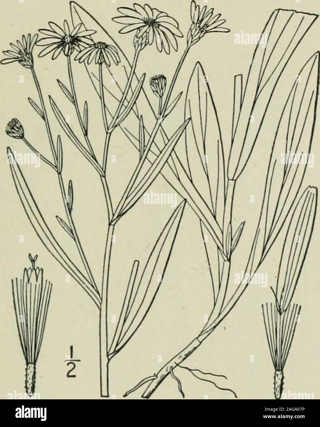 . Eine Illustrierte Flora von der nördlichen USA, Kanada und die britischen Besitzungen: von Neufundland zu den Parallelen der südlichen Grenze von Virginia und vom Atlantik westwärts nach dem 102 Meridian. 38. Aster adscendens Lincll. WesternAster. Abb. 4319. A. adscendens Lindl.; Haken. Fl. Bor. Standort. 2:8. 1 S 34. Stamm schlank, starr, kahl, oder sparinglyhirsute - Pubertierende, verzweigte oder einfache, 6-2° hoch. Blätter fest, * Gesamte, rauh - Breitrandig, sometimesciliolate, die von den Stammzellen linear-Lanzettlichen orlinear - länglich, akute oder obtusish, i-3 Lange, 2 - $ breit, von einem mehr oder weniger Clas sessile Stockfoto