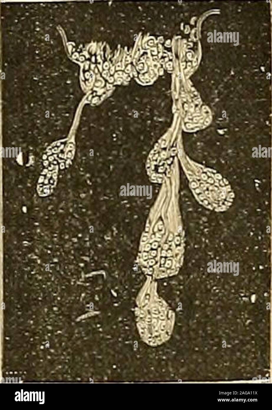 . "Traité d'anatomie humaine: beschreibende Anatomie, Histologie, Développement. e verrons plus tard à destendons ou à des Muskeln. Linterne nous présente laspect Lisse et Uni qui carac-térise toutes les séreuses; Elle est continuellement baignée par la synovie. D. Prolongements. - Les synoviales articulaires nous présentent assez souventdes prolongements de vielfältige Natur, que nous Leur daprès distinguerons, Richtung, en internes ou Intra-articulaires et Medic ou extra-articulaires: a. Prolongements internes. - Les prolongements internes, que Lon désigneordinairement Sous Le nom de Fran Stockfoto