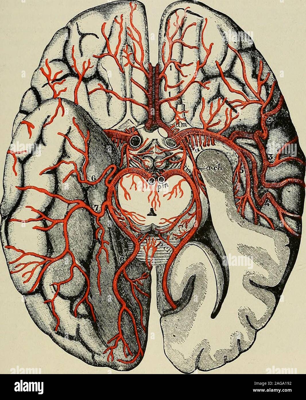 . Eine Abhandlung über das Nervensystem Erkrankungen der Kinder: für Ärzte und Studenten. ddle Gehirnarterie. Mendel durch sorgfältig durchgeführte Experimente, die Blut-Druck in der isgreatest ganglionic Zweige der mittleren Gehirnarterie gezeigt hat. In thechild, allerdings ist diese Region sind weniger häufig betroffen. Bei weitem die largernumber von Unfällen im Kindes treten in die Domäne der kortikalen und pialvessels: Einige von diesen können wie die Wirkung von traumatischen Verletzungen der Oberfläche des Schädels und die Konvexität des Gehirns erklärt werden. Aber nach makingdue Zulage für traumatism, Blutung aus dem Corti Stockfoto
