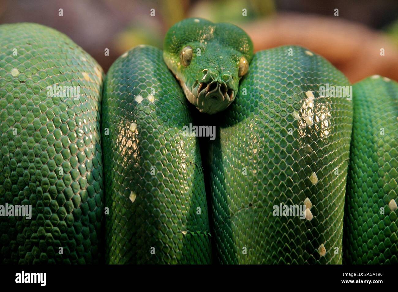 Nahaufnahme einer exotischen grünen Schlange auf einem Ast Mitten im Wald Stockfoto