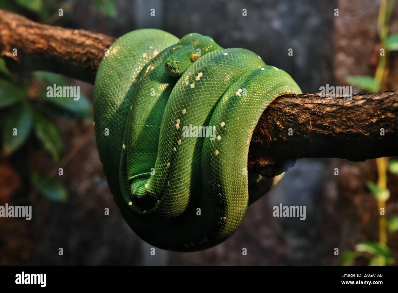 Nahaufnahme einer exotischen grünen Schlange auf einem Ast Mitten im Wald Stockfoto