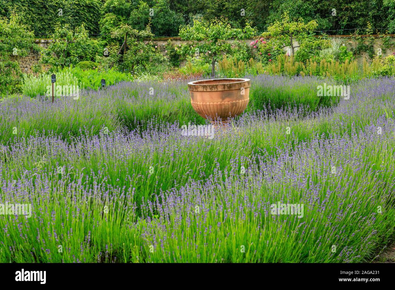 Frankreich, Paris, La Bussiere, Chateau de La Bussiere Park und Gärten, Gemüsegarten, Töpferei in Lavendel Platz // Frankreich, Loir-et-Cher (45), La Bussière Stockfoto