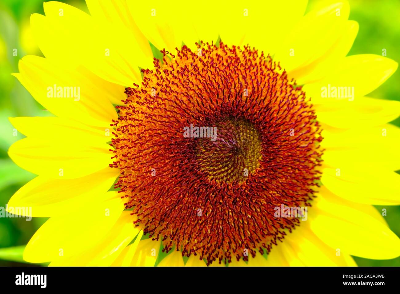Ein großes helles Sonnenblume mit Blüten, ähnlich einer solar Halo und eine orange Core im Fokus. Nahaufnahme des Blütenkorbes. Stockfoto