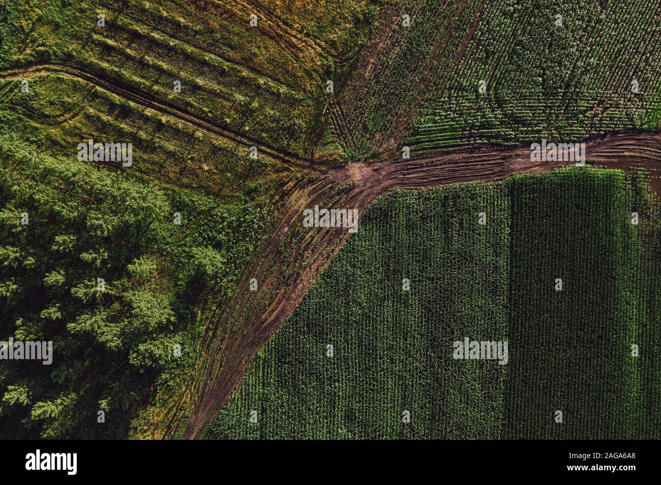 Luftaufnahme der Schmutz der Straße in die Landschaft, zwischen Kornfeld und cottonwood Wald, Ansicht von oben von drohne pov Stockfoto