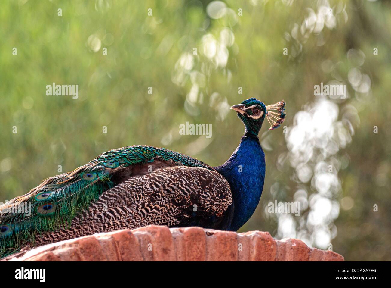 Nahaufnahme eines wunderschönen Pfaus auf einem Stein sitzend Auf unscharfem Hintergrund mit Bokeh-Lichtern Stockfoto