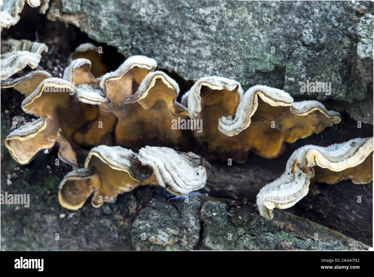 Stereum hirsutum, Falscher putenschwanz, Behaarte Vorhangkruste Stockfoto