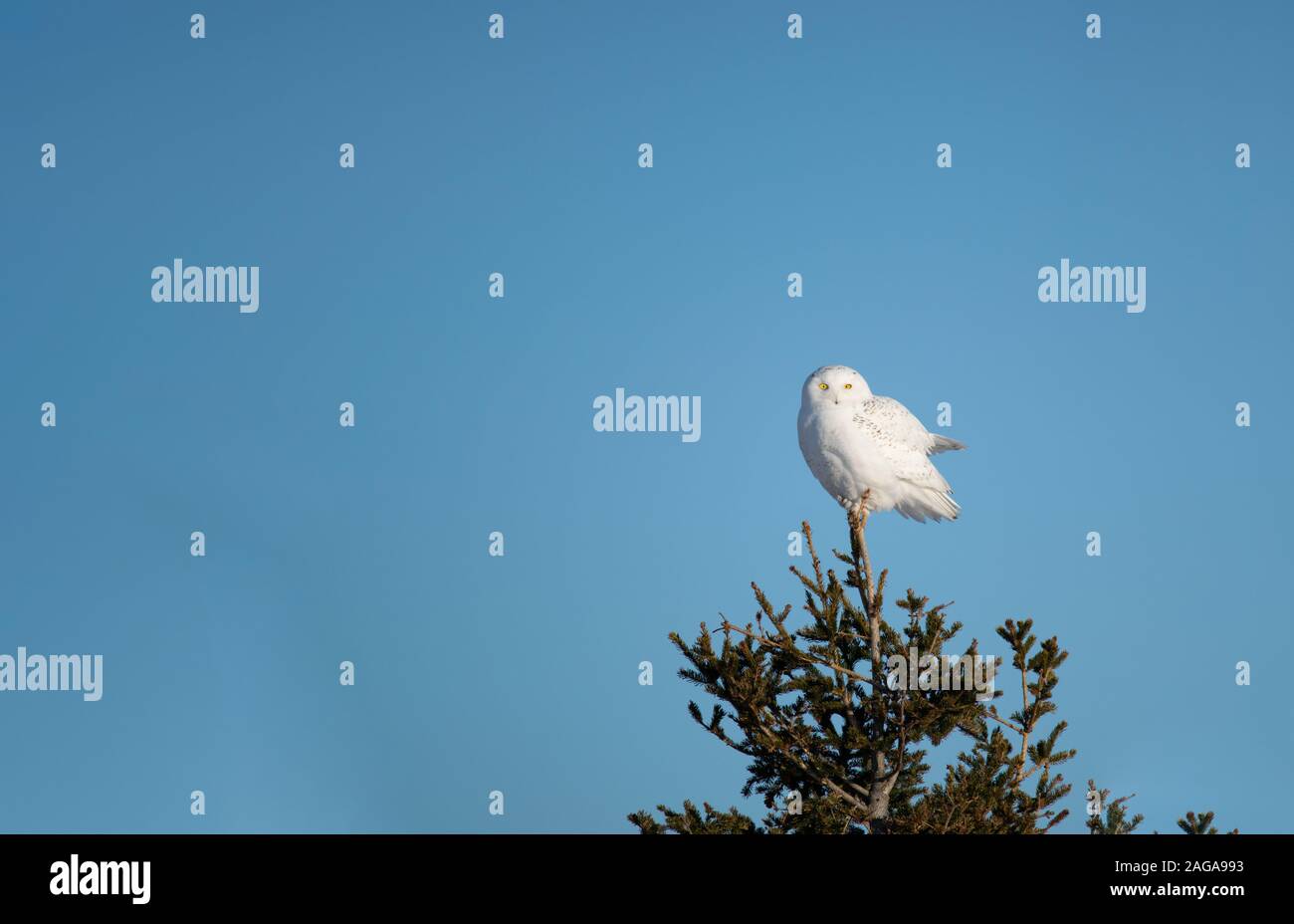 Snowy Owl auf einem Baum Stockfoto