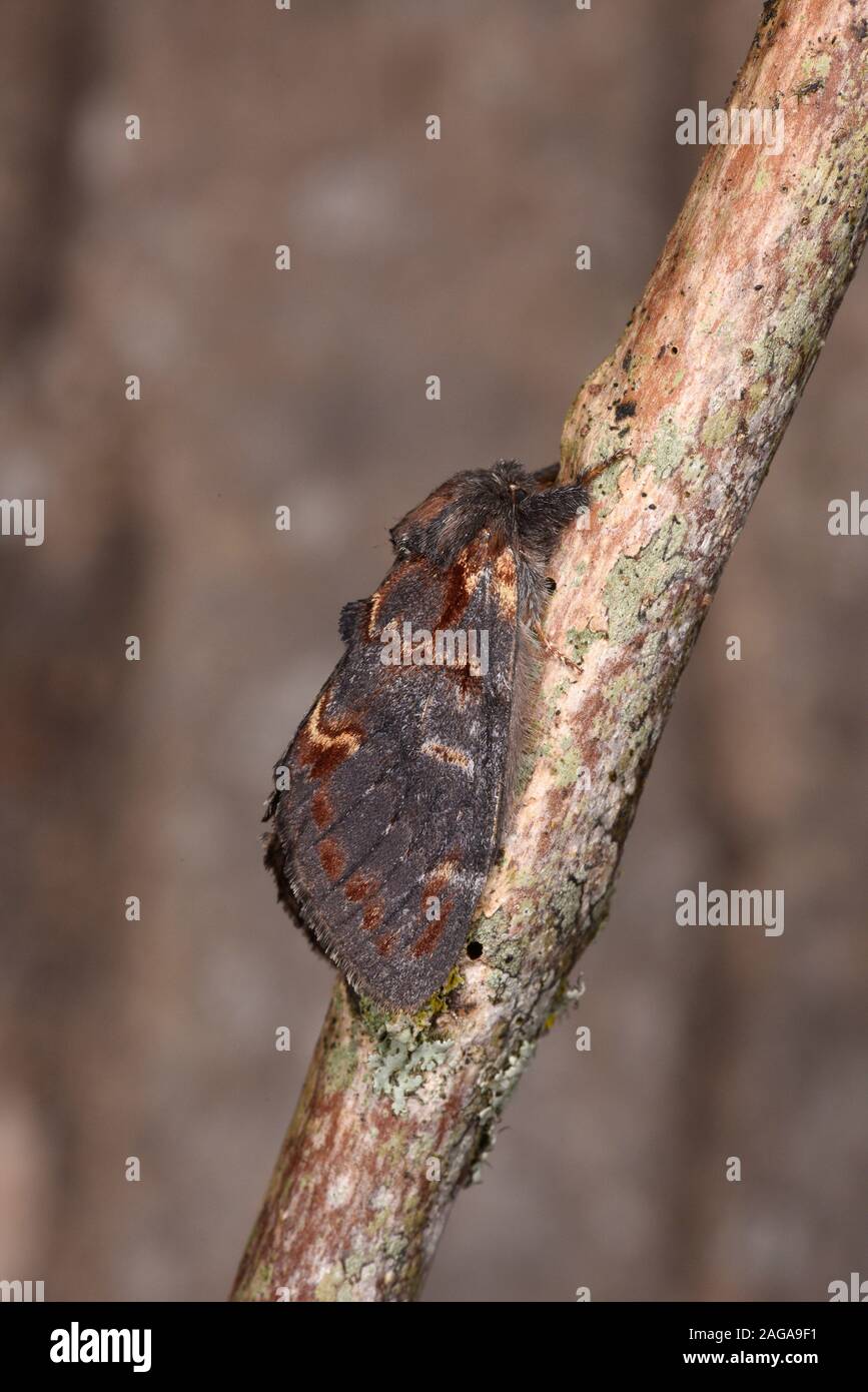 Bügeleisen Prominente Motte (Notodonta dromedarius) ruht auf Zweig, Wales, Juli Stockfoto