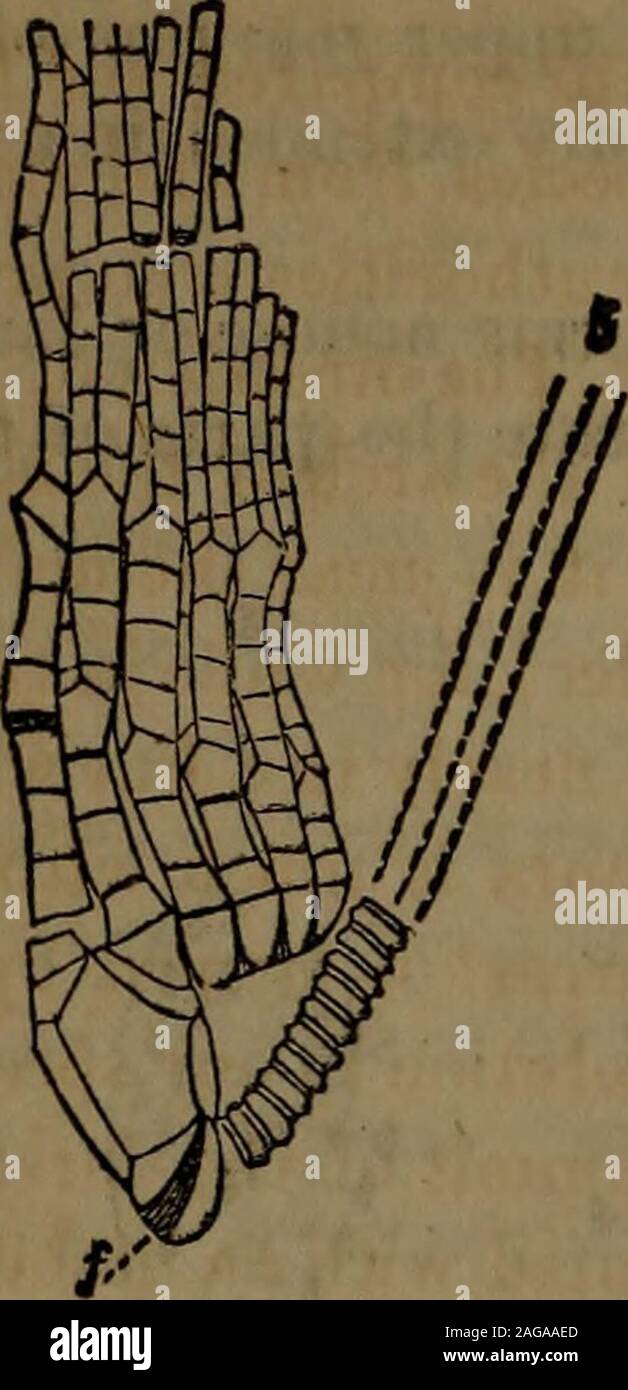 . Jahresbericht der Regenten der Universität des Staates New York auf den Zustand der Kabinett der Naturgeschichte und der historischen und antiquarischen Sammlung im Anhang dazu. CHEIROCRINUS YENTRICOSUS (n.s.). Körper ventricose; der innere Hohlraum semielliptical unten und Rundschreiben oben. Semielliptical Basalplate breit; die erste dorsale Platte, der dorso-ventralen seitliche Platten, unddem Arch, alle zusammen anchylosed. Die obere Platte ist tief in der Dorsalen - zwischen der dorso-Seitliche Platten serted und ist länger als bei allen anderen Arten von Burlington Kalkstein. CHEIROCRINUS LAM Stockfoto