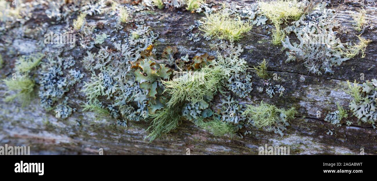 Bäume mit Moos und Flechten wachsen Stockfoto