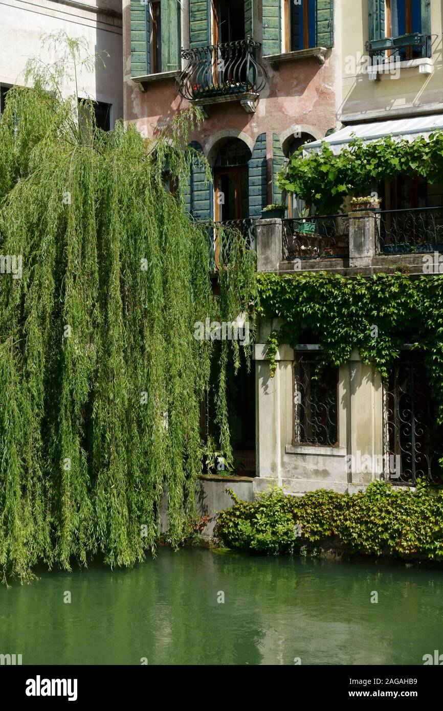 Blick auf typische venezianische Häuser entlang des Flusses Sile, Riviera Santa Margherita. Trauerweide auf dem Wasser. Treviso, Venetien, Italien, Europa EU Stockfoto