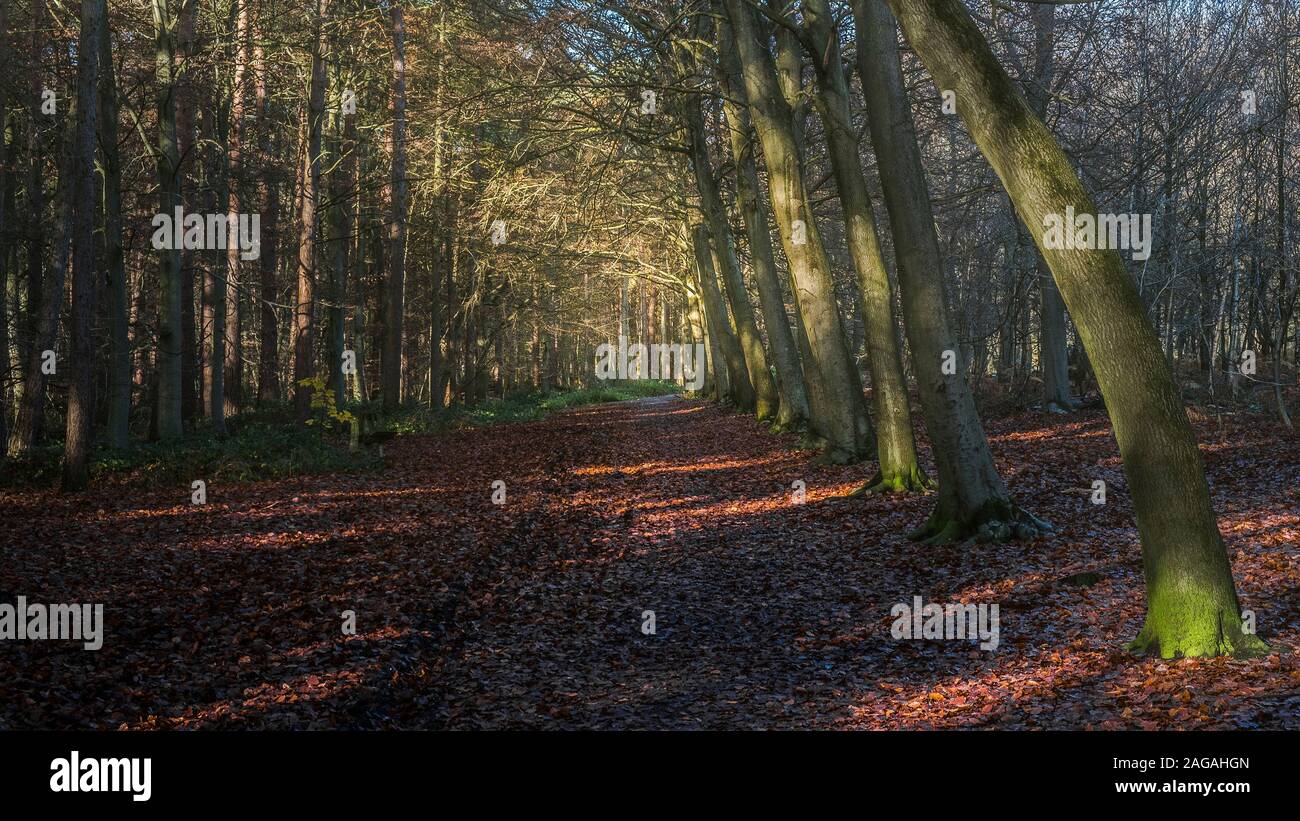 Einen Panoramablick auf eine Zeile der Buche Fagus sylvatica in einem Nebelhaften herbstliche Thorndon Park North in Brentwood, Essex, an. Stockfoto