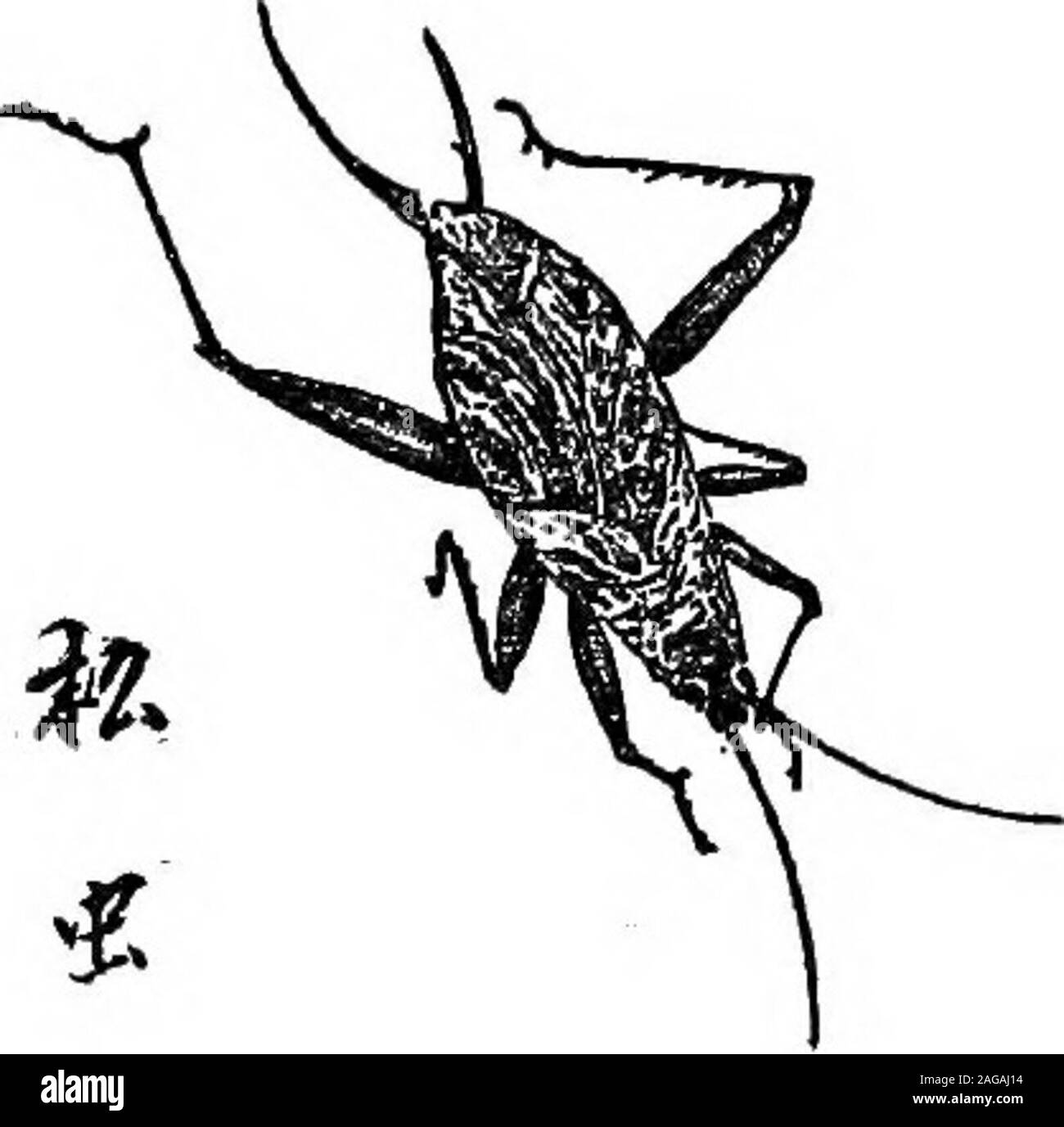 . Exoten und Retrospektiven. - Obwohl in diesem Punkt notpositive ich bin. Einige der Insekten scheinen nicht dass noch wissenschaftlich eingestuft; und ich amno Entomologen. Aber ich kann einige allgemeine 60 Exoten und Retrospektiven Hinweise auf die wichtigeren unter den littlemelodists anbieten, und freie Übersetzungen von ein paar der unzähligen Gedichte über sie, - die beginningwith matsumushi, die gefeiert wurde inJapanese Vers vor tausend Jahren: Matsumushi.1 als ideographically geschrieben, den Namen des thiscreature bedeutet Kiefer - Insekt; aber, als pro-Epidermis könnte auch warten - Insekt, - da die Ve Stockfoto