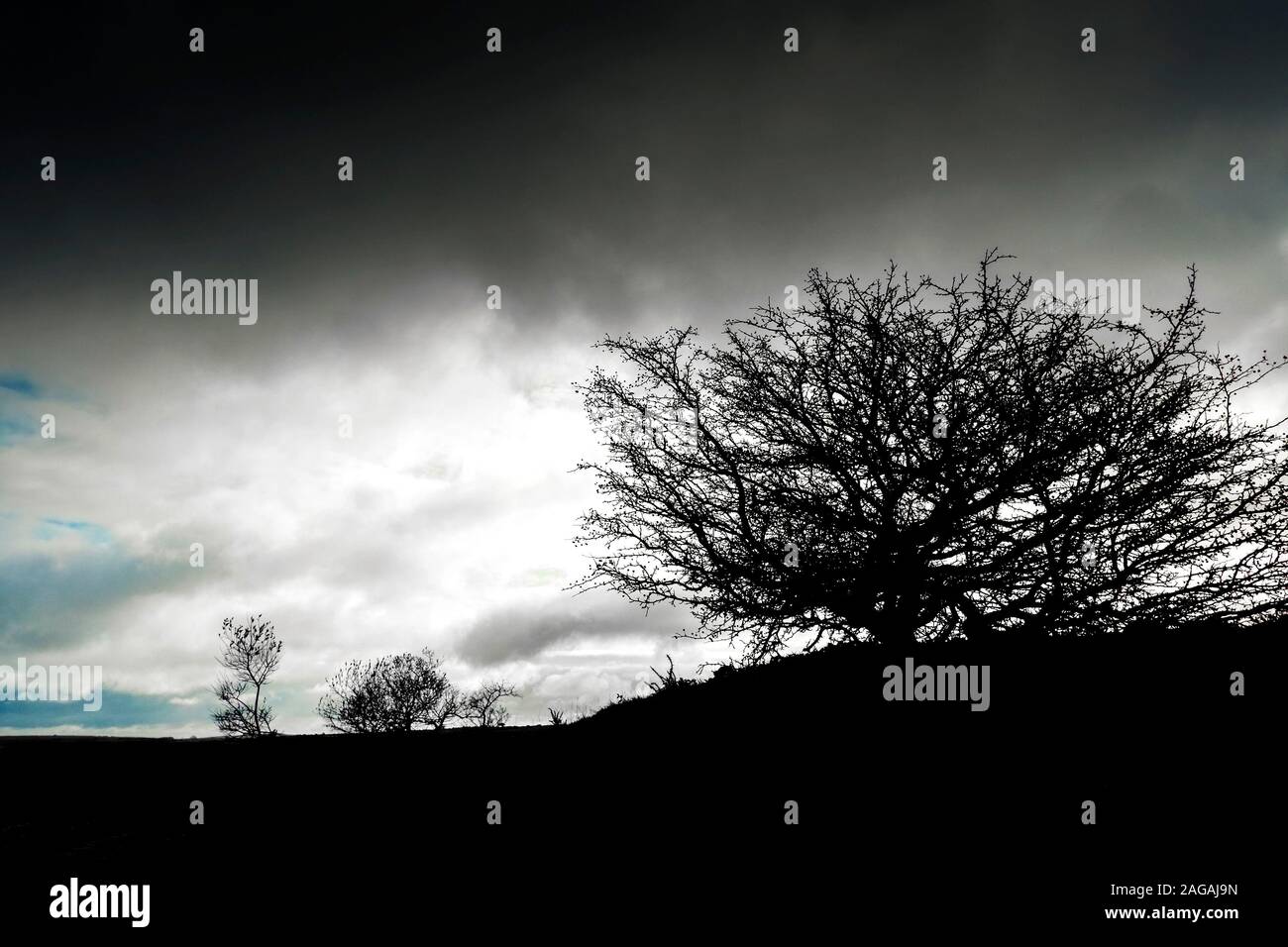 Die Silhouette eines Baumes auf einem Windgepeitschten robuste Bodmin Moor in Cornwall. Stockfoto