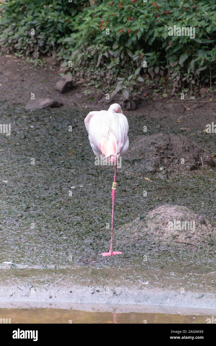 Eine Nahaufnahme Rückansicht einer Rosa flimingo Stehen auf einem Bein mit seinen Kopf unter seinem Flügel schlafen verstaut Stockfoto