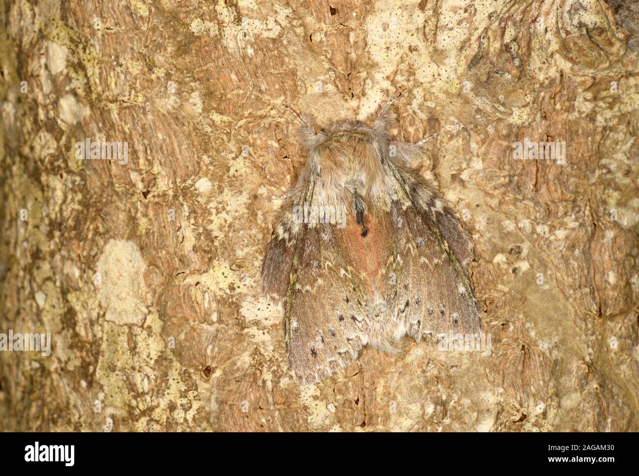 Lobster Moth (Stauropus fagi) Männliche ruhenden getarnt auf Baumstamm, Wales, April Stockfoto