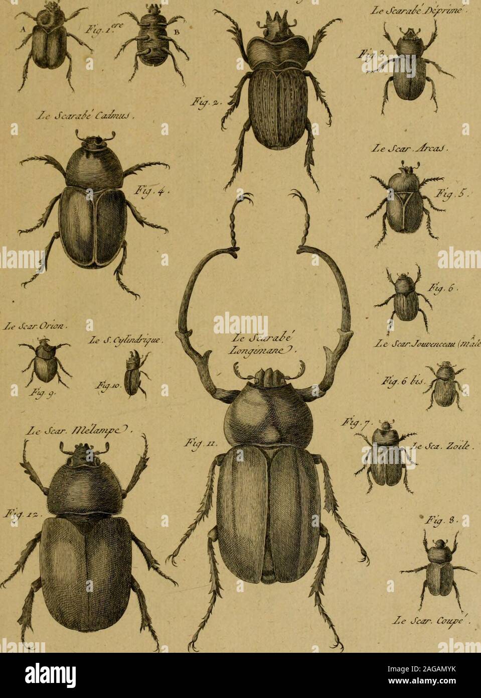 . Encyclopédie méthodique: Histoire Naturelle. Ze ScarizAt Hitoirc/lalzirc/lc, i/uedcj3e/iarJ/){/ejr/^ scarabe? 1 Ich^^. /. E. Cra/ein/e JtAvie J^e JcJz - iWt/> idv/nc-Ze Jcay,!^c y) c/y/-/in. JJ IIij toi/^C: Ilaà ircue, i/ijec/cj7s Auto abc Zc JcaralejyriJ/e. j^j^^^^ Stockfoto
