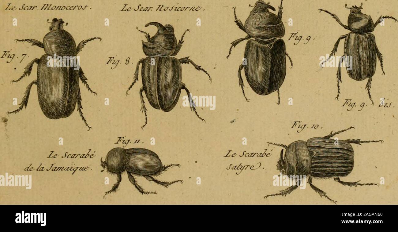 . Encyclopédie méthodique: Histoire Naturelle. - Le J. Re/iAc (m^) t r v/T/7-le J Jie/i/ie ich Fane/ie. Zc Je &Lt;Rr. //Iû/iûceros. Ze Jcar //..^ Jicûme. Ze ScarizAt Hitoirc/lalzirc/lc, i/uedcj3e/iarJ/){/ejr/^ scarabe? 1 Ich^^. /. E. Cra/ein/e JtAvie J^e JcJz - iWt/> idv/nc-Ze Jcay,!^c y) c/y/-/in Stockfoto