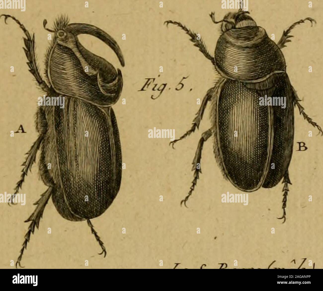 . Encyclopédie méthodique: Histoire Naturelle. / ^ cJcara/e^^ uazaJ. Ji< j. 6 Stockfoto