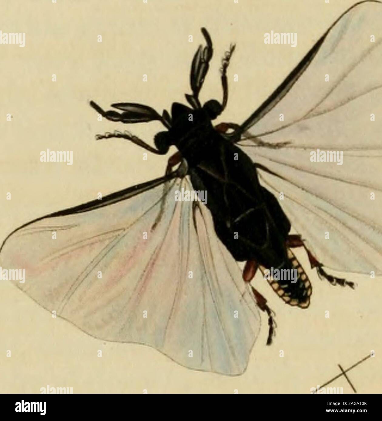 . Britische Entomologie;, Abbildungen und Beschreibungen der Gattungen von Insekten in Großbritannien und Irland gefunden: mit farbigen Abbildungen aus der Natur der seltensten und schönsten Arten, und in vielen Fällen der Pflanzen, auf denen sie zu finden sind. r 13., Hants und Dorset, Herr Dale; Battersea, Herr Samouelle. 3. A. nigricans Säen. 74. 3.- undulatum Säen.^^". 2. ?- Opacum Fucs.fl. 52. w. 2.?-nutans IlagenlFrom 2 bis 3 | Zeilen lang. Schwarz oder Braun, häufig varie - gated; Flügel klein, Rücken wölbte und manchmal sehr sharplykeeled; scutellum projizieren ein wenig über den Bauch, thekeel Stockfoto