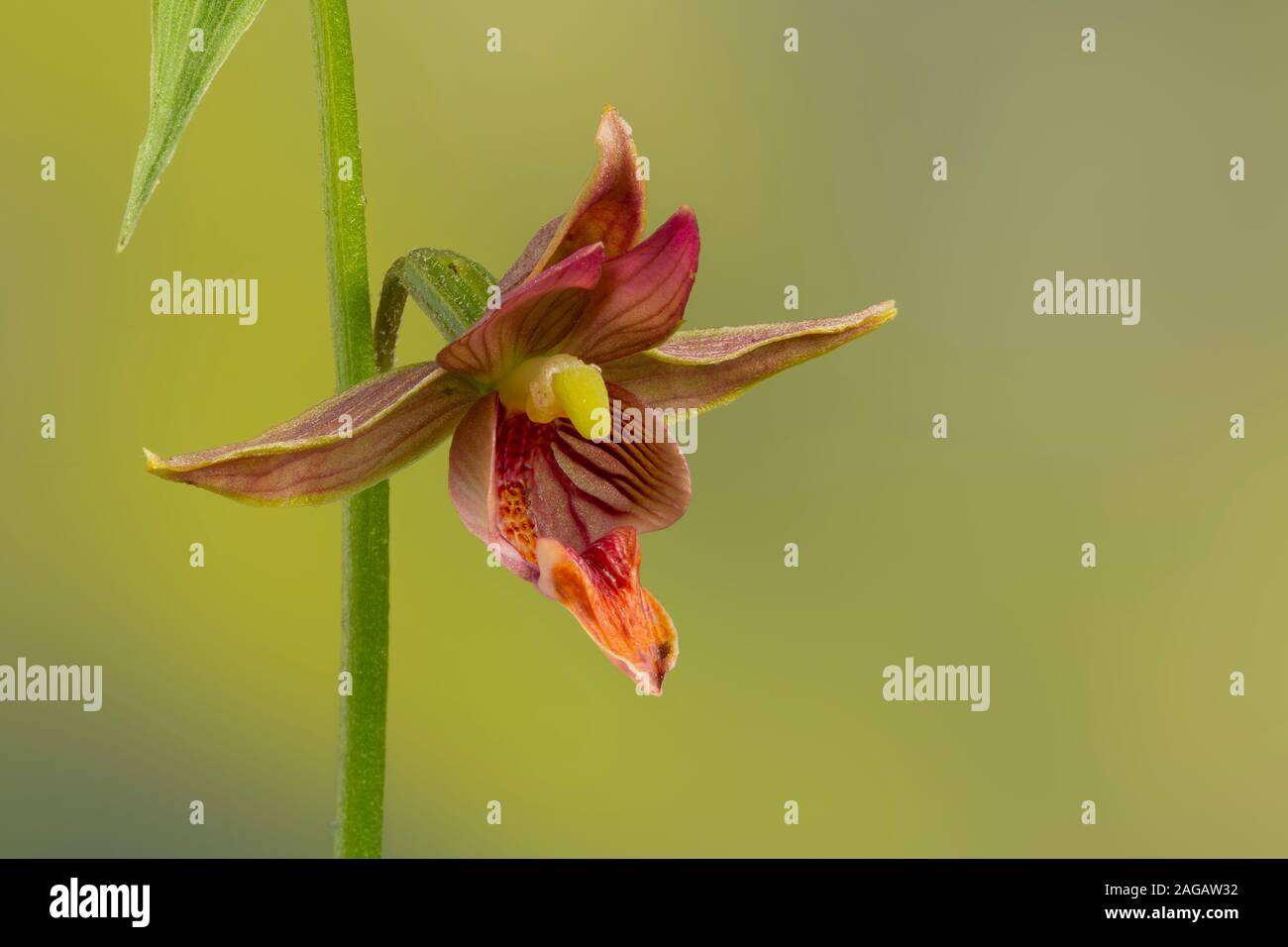 Gelb-orange Garden Orchid, oder riesige Waldvöglein, Epipactis gigantea, Anbau Stockfoto
