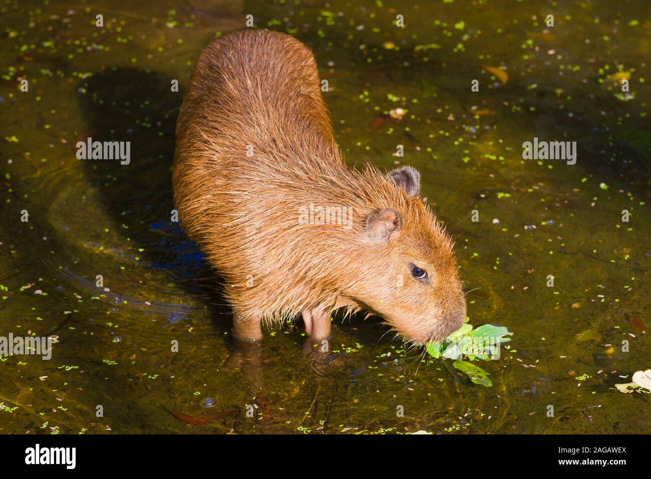 Junge Capibara-Pfad begehen close-up Stockfoto
