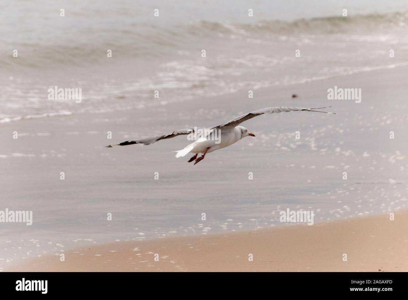 Eine Nahaufnahme von einer Möwe, die für eine Landung auf den Ozean Küste Stockfoto