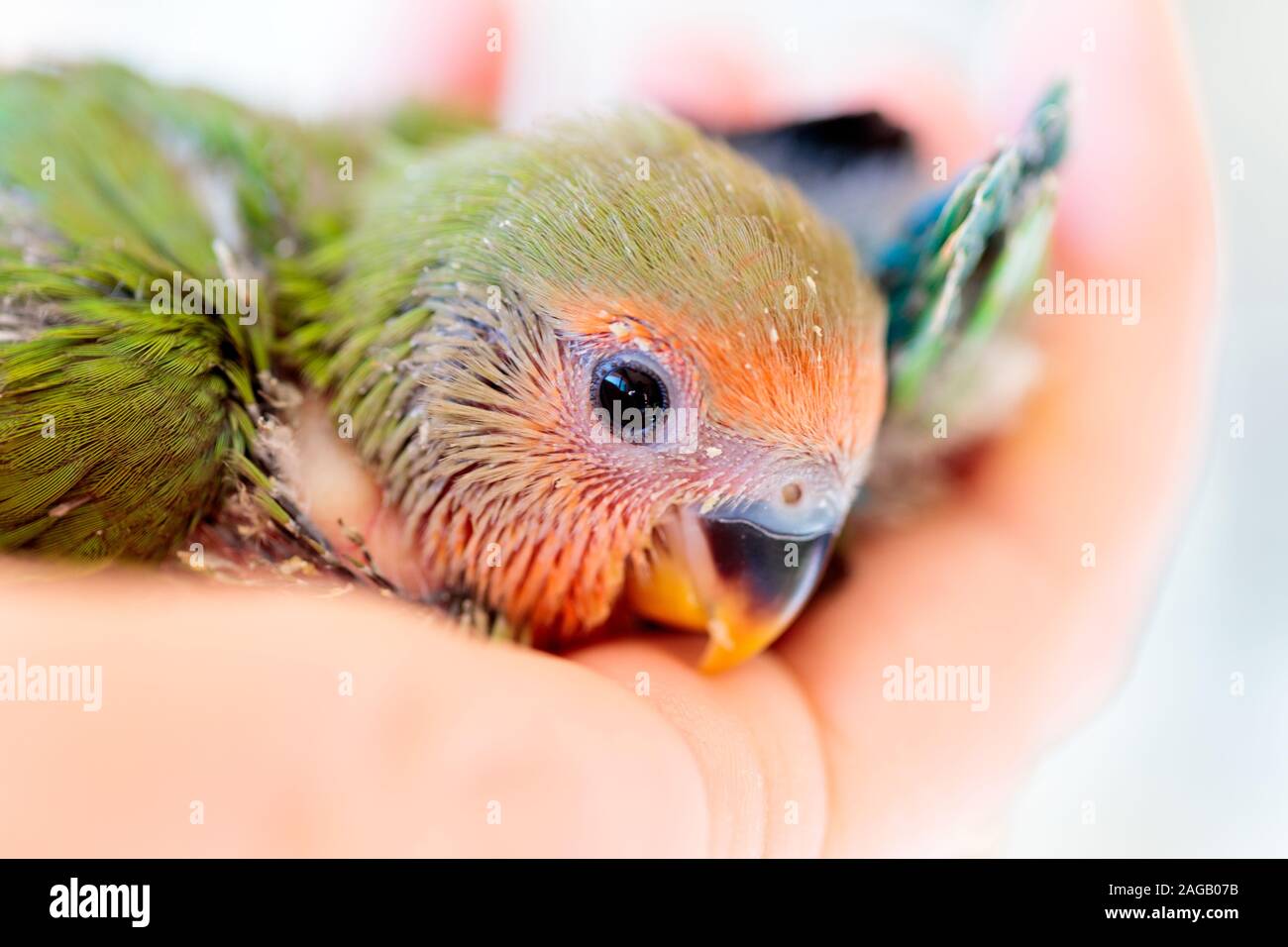 Nahaufnahme von einem niedlichen Baby Pfirsich Gesicht Liebe Vogel In der Handfläche einer Person Stockfoto