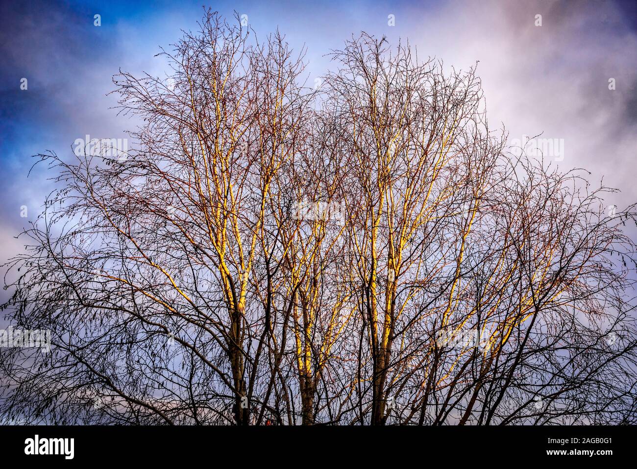 Ghost Birken im Herbst Sonnenschein. Stockfoto