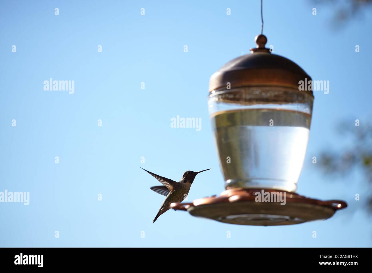 Nahaufnahme eines schönen Kolibris, der auf einer Lampe sitzt Mit unscharfem Hintergrund Stockfoto