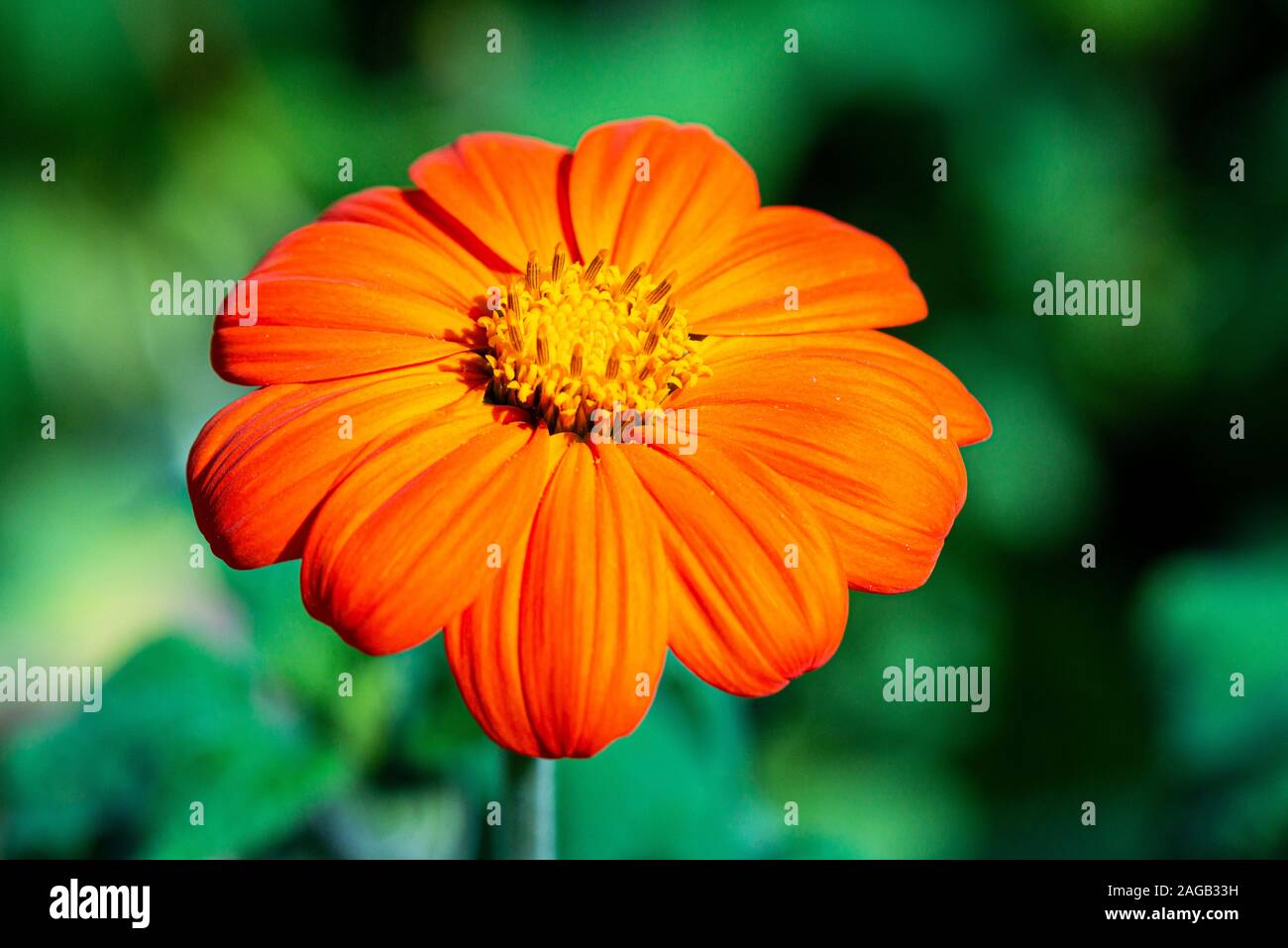 Eine orangefarbene zinnia-blume Stockfoto