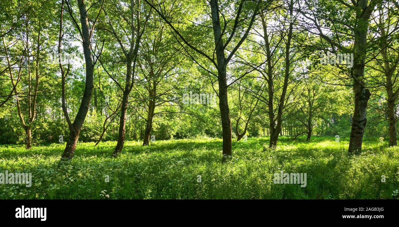 Eine schöne Aufnahme von Bäumen in den middl eines Parks unter dem klaren Himmel Stockfoto