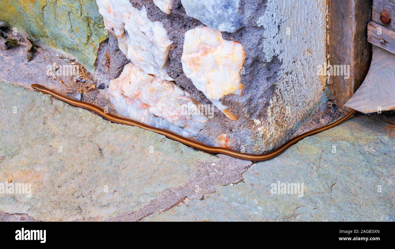 Gefährliche Schlange kriecht tagsüber aus einer Betonscheune Stockfoto