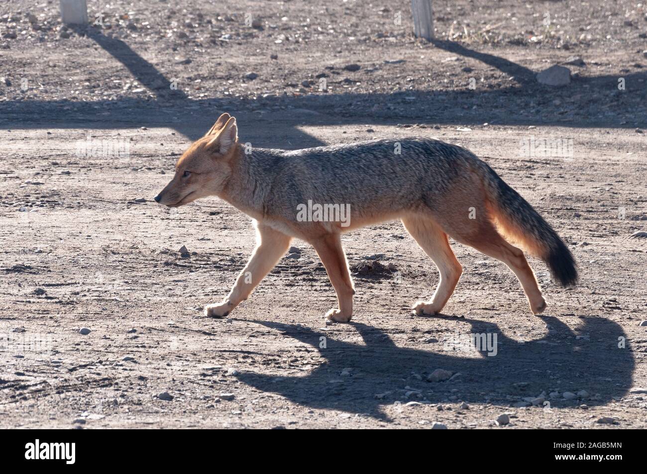 Einsamer schlauer Fuchs, der in einer felsigen Gegend auf einem Sonniger Tag Stockfoto