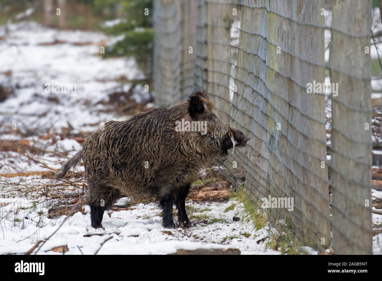 Wildschwein (Sus scrofa) männlich stehend im Schnee am Waldrand neben dem Zaun im späten Winter/Frühjahr Stockfoto