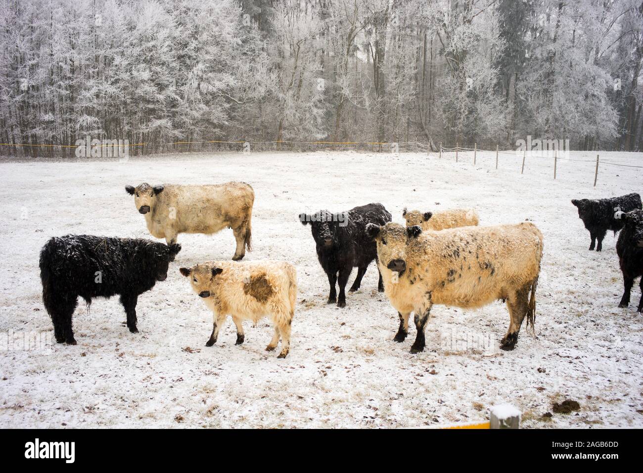 Weiße und Schwarze lockige Kühe zu Fuß auf einem schneebedeckten Feld in der Tschechischen Berge Stockfoto