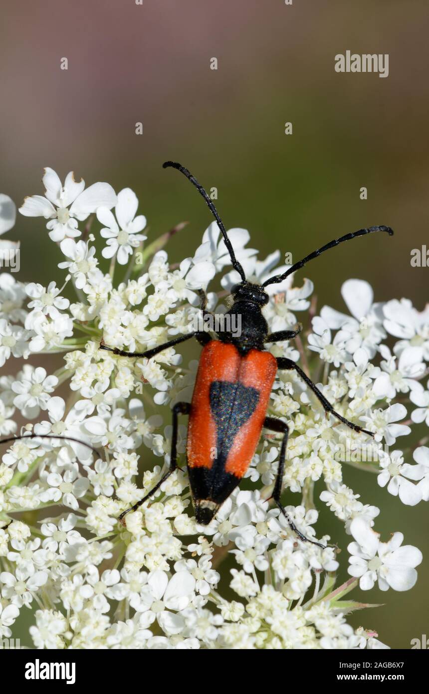 Rot & Schwarz Käfer, Nustera distigma oder Two-Spotted Longhorn Beetle, Scharfkraut, Heracleum sphondylium Stockfoto