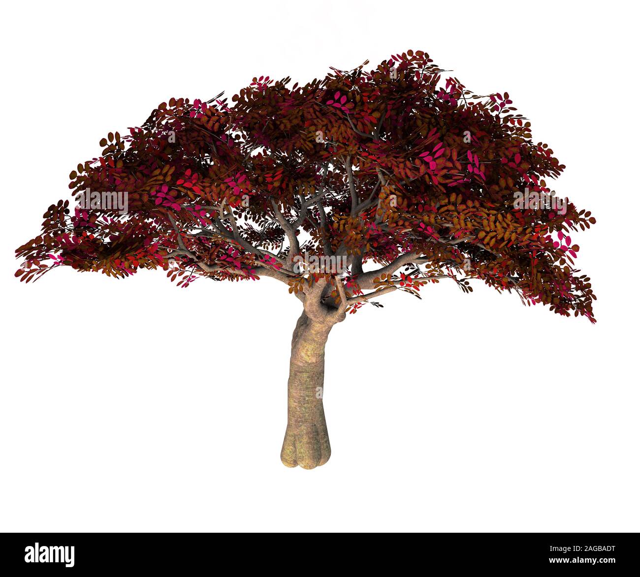 Persische Ironwood Tree - Parrotia persica ist ein Laubbaum, der Iran ist und Zaubernuss. Stockfoto