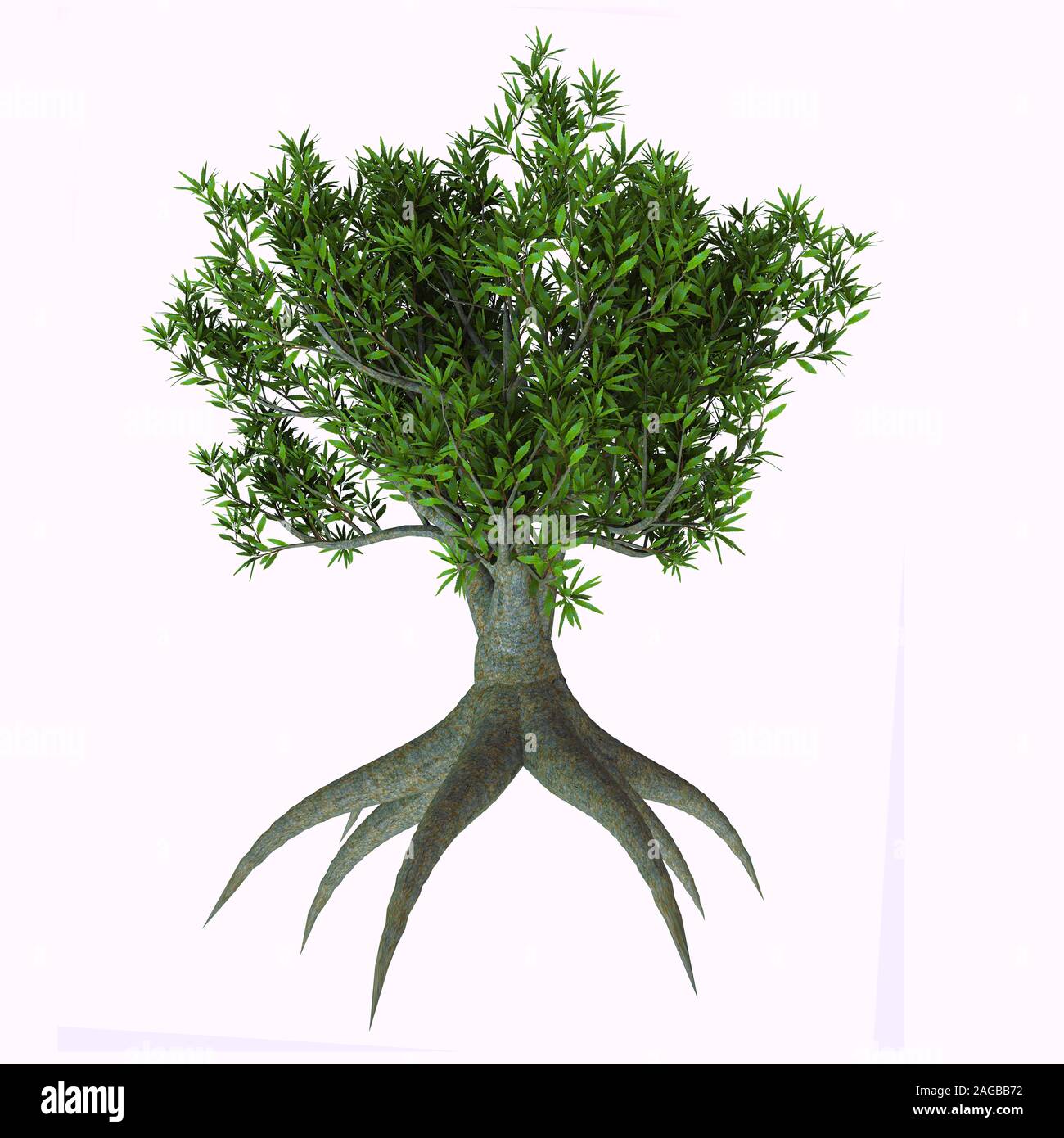 Sah Banksia Baum - Banksia serrata ist eine Frucht Strauch oder Baum an der Ostküste von Australien und hat üppige Laub. Stockfoto