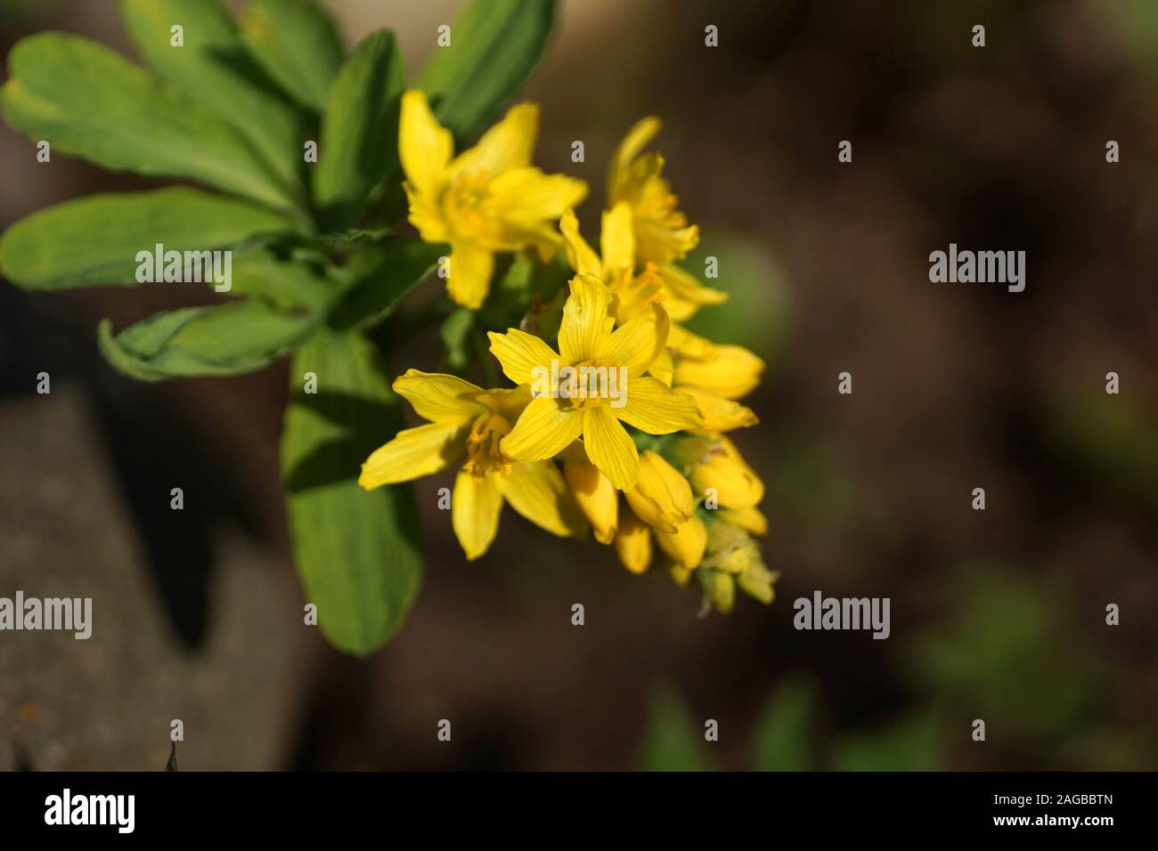 Schöner Frühling gelbe Blume Nahaufnahme. Leontice Smirnowii Trautv, Gymnospermium Smirnowii Stockfoto
